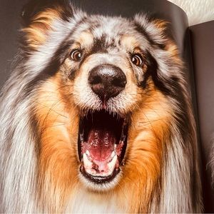 Treat! Who’s a Good Dog Hardcover Book